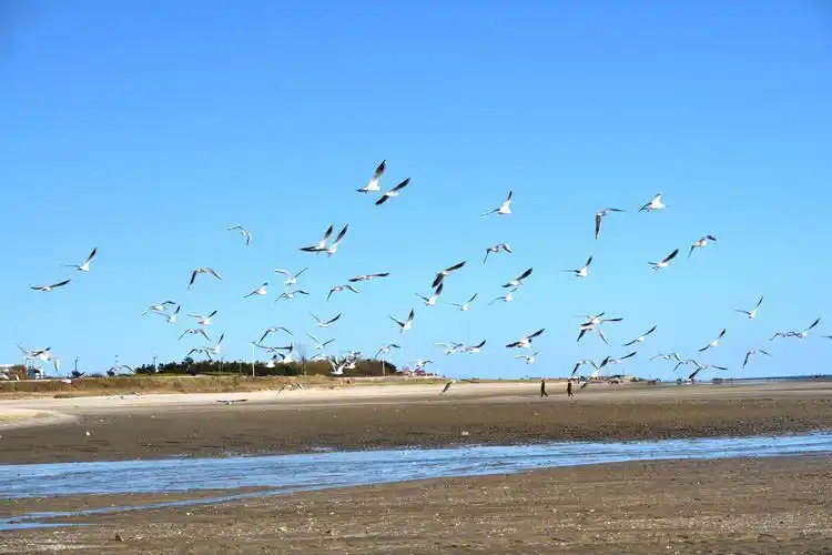 银滩海边的海鸥 - 美篇