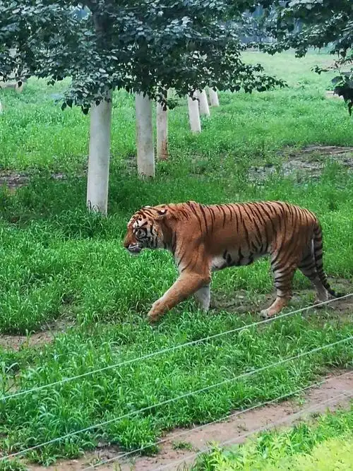 秦皇岛野生动物园