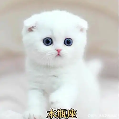 「十二星座」:十二星座专属宠物猫