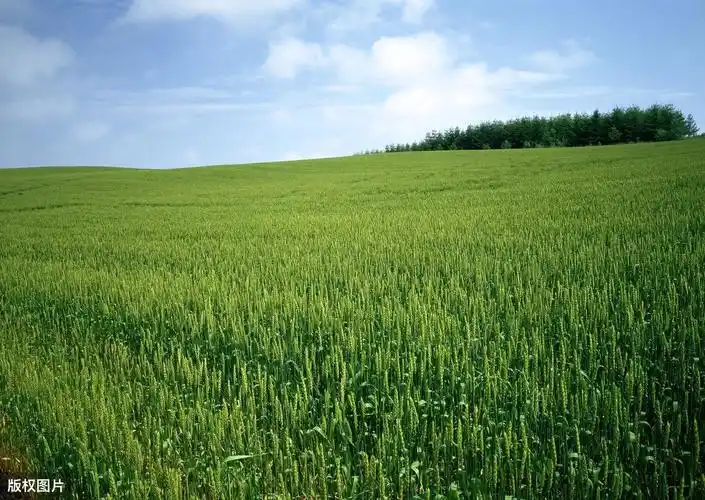 描写麦苗的优美段落