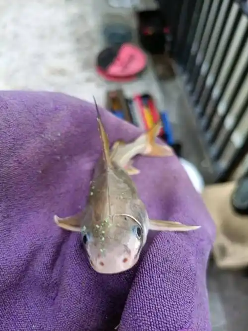 暗鲇婊翊蠡阕芸纯从屑钢鱼是你没有解锁的