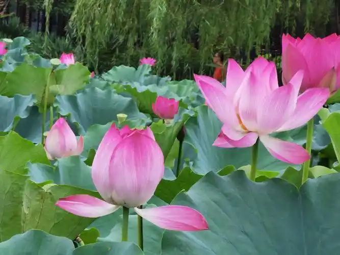 看看爷爷奶奶照的荷花漂亮吗?