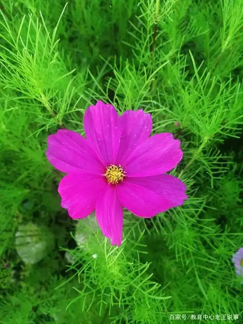 格桑花———幸福,吉祥之花