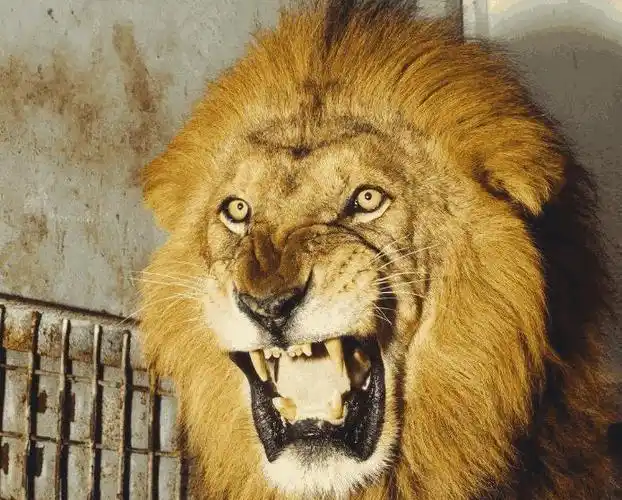 心理测试: 哪只狮子最凶猛? 测出你这辈子是富贵还是坎坷!