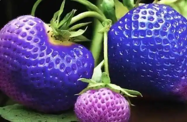 最"妖艳"的4种水果,别说吃过了,连见都困难,尤其是第4种|西瓜|草莓