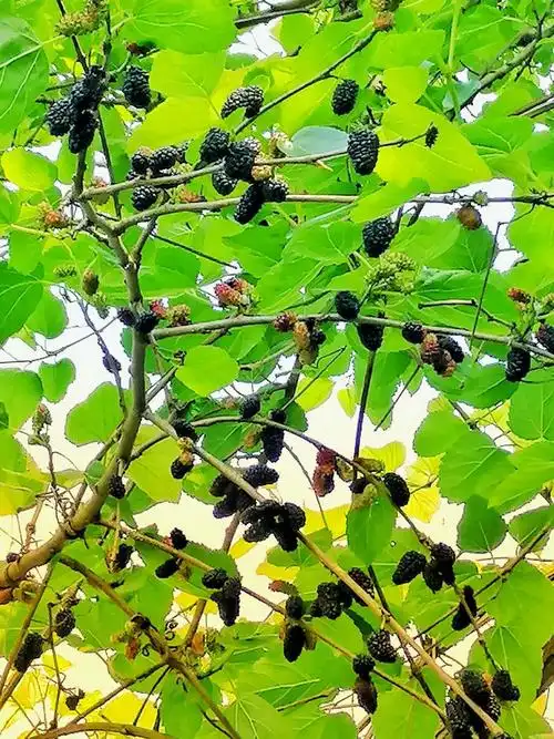 祁阳浯洲岛野生桑葚熟啦约起