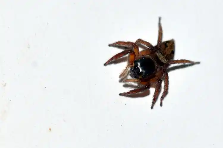 【蜘蛛摄影图片】广州生态摄影_lwq1000_太平洋电脑网摄影部落