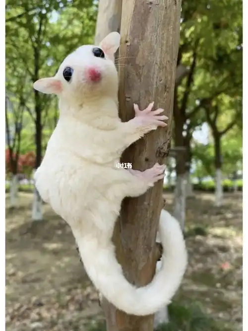 低价出售蜜袋鼯