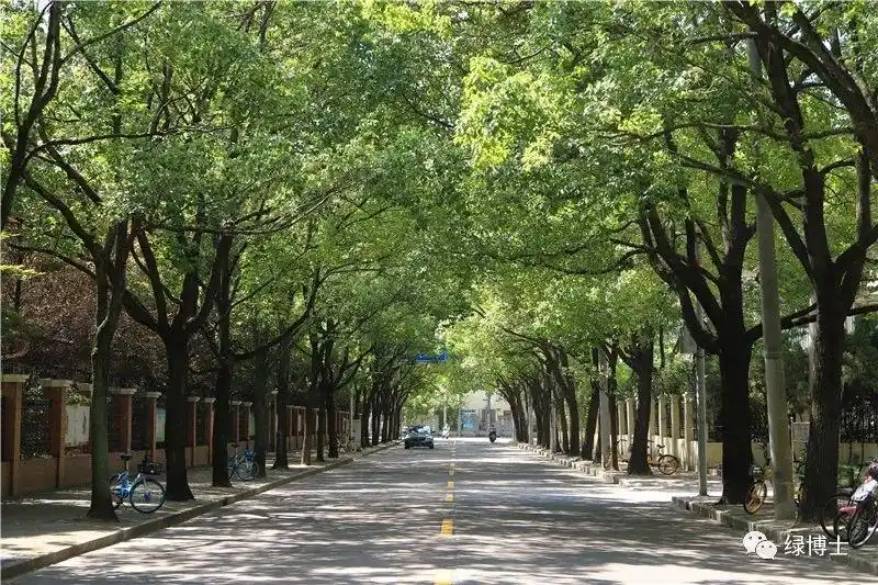 【科普】申城的行道树,为什么会选择这些品种?