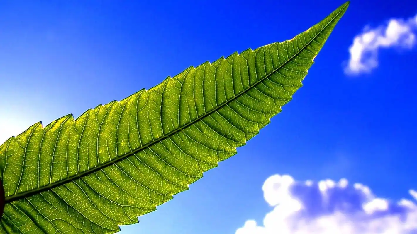 美丽娇艳葱兰花图片电脑高清桌面壁纸高清大图预览1920x1080_植物壁纸