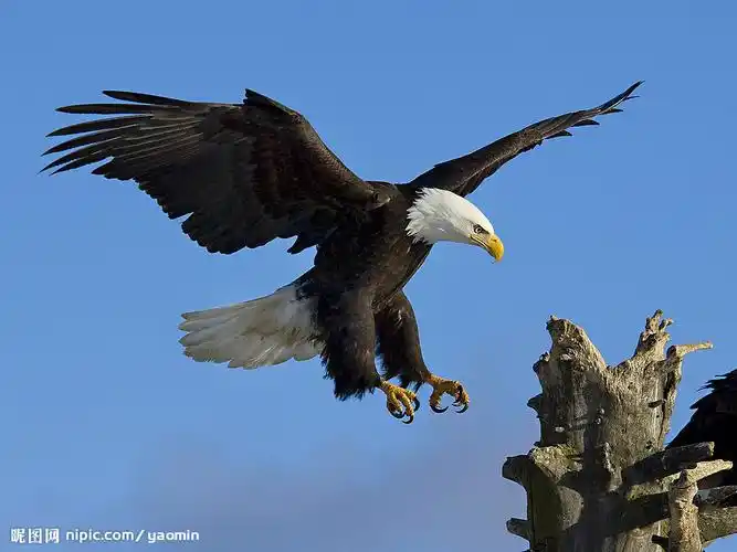 老鹰图片