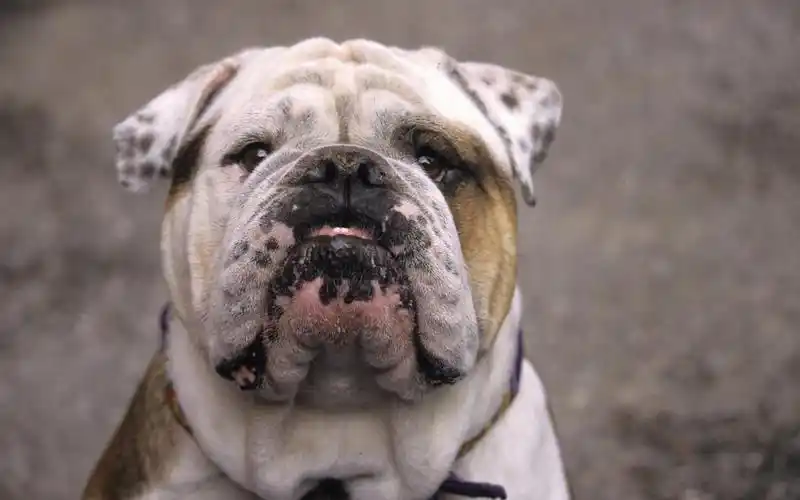 1920x1200 壁纸下载 - 小狗写真高清壁纸(七) - 动物壁纸 - v3壁纸