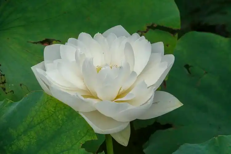 【首发】冰清玉洁白荷花(六)