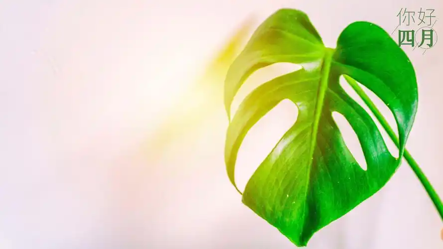 绿色护眼植物高清图片电脑壁纸