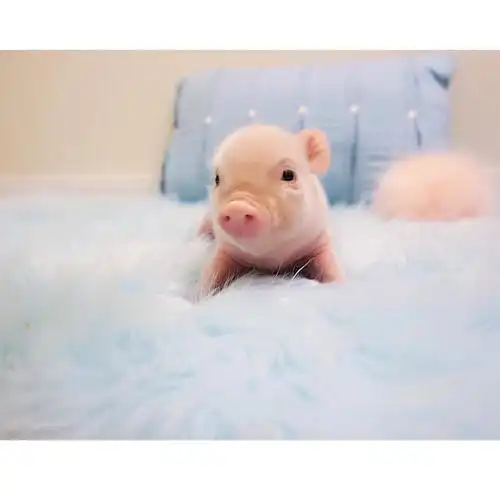 猪头像可爱,猪年必备头像