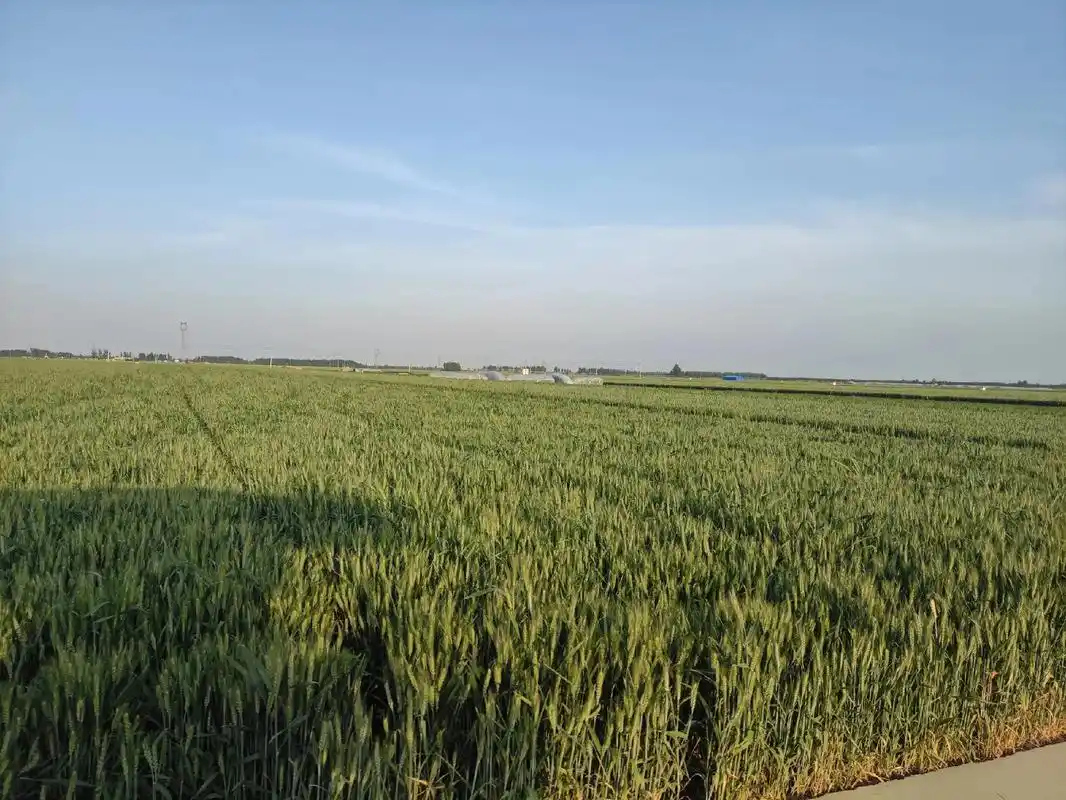 风吹麦浪 守望麦田,吹吹田间自由的风,感受生命的力量. 7614*