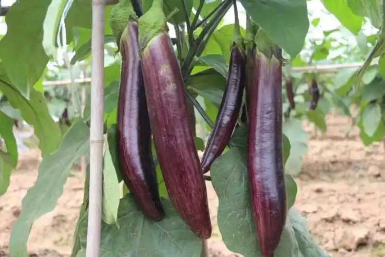 带上娃来吧,一二三……茄子!