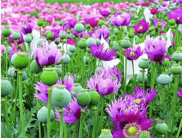 罂粟花不仅有着美艳的外表,它未成熟后的果实制干后就是鸦片,加工之后