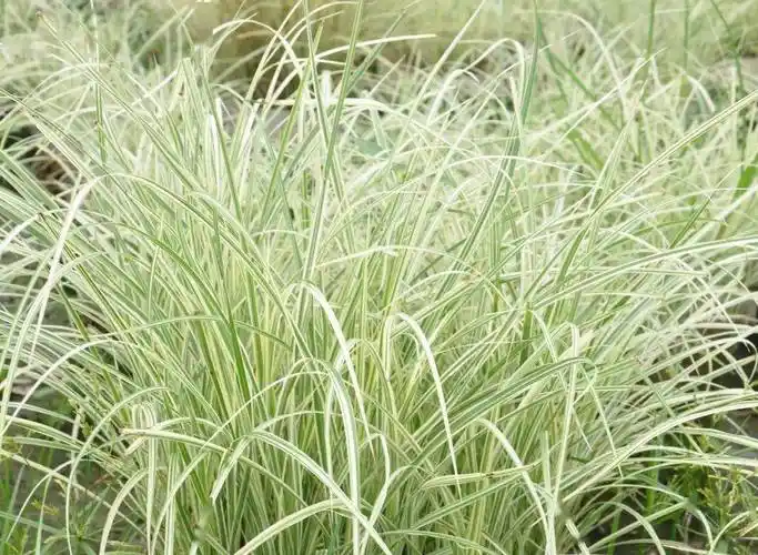 20种常用的观赏草分享,满足设计师造景需求_应用_生长习性_土壤