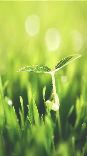 清新护眼绿色植物图片手机壁纸