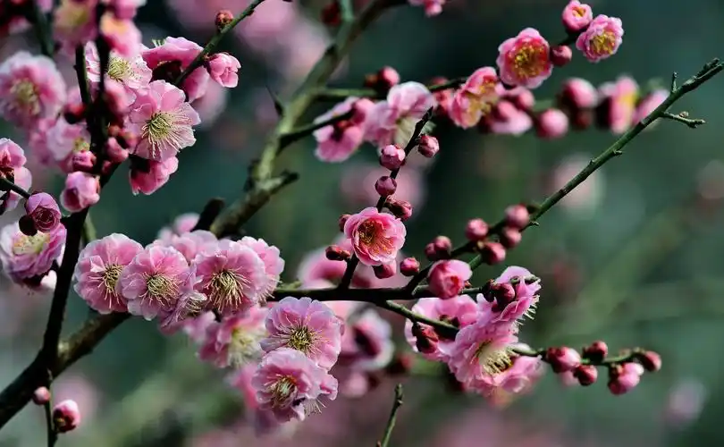 "小龙炮"明城墙遗址公园拍梅花