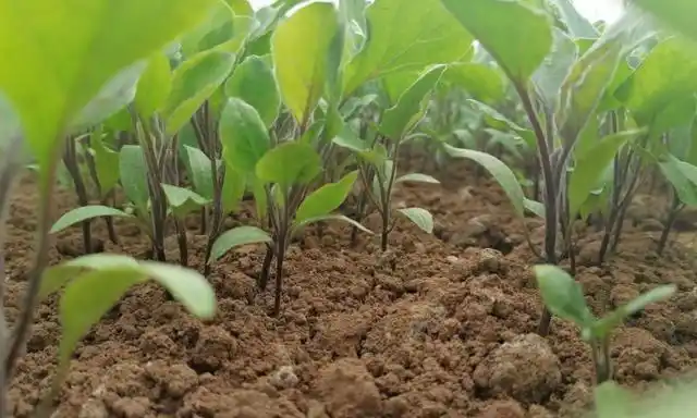 1棵茄子苗可以结多少茄子