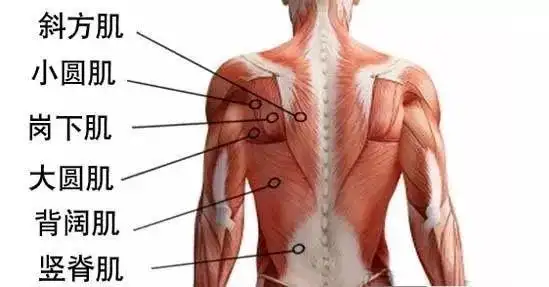 跑步后背部酸痛教你改善背部肌肉附动图教程