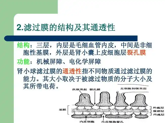 中间是非细 胞性基膜,外层是肾小囊上皮细胞层裂孔膜 功能:机械屏障