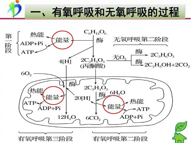 一,有氧呼吸和无氧呼吸的过程