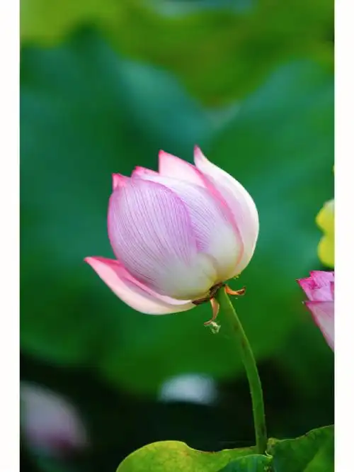 夏日荷花丨含苞待放的样子分外迷人