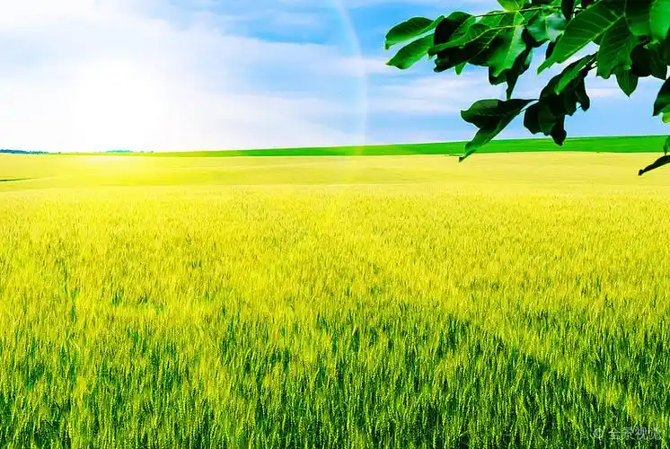 麦田_小麦_太阳_早晨_图片大全—全景创意图库(quanjing.