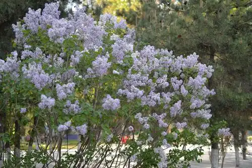 满树盛开的丁香花