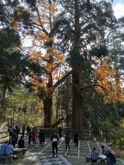 三宝树———两棵柳杉和一棵银杏树而得名.