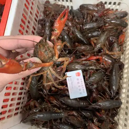 2021年炮头小龙虾9钱以上个头超大鲜活小龙虾每天限量供应中批发