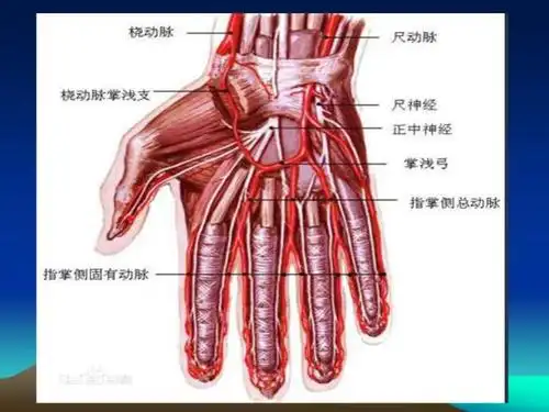 小儿桡动脉采血课件ppt教案ppt