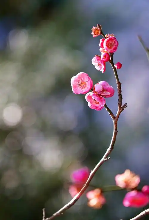 梅花图,迎新年!
