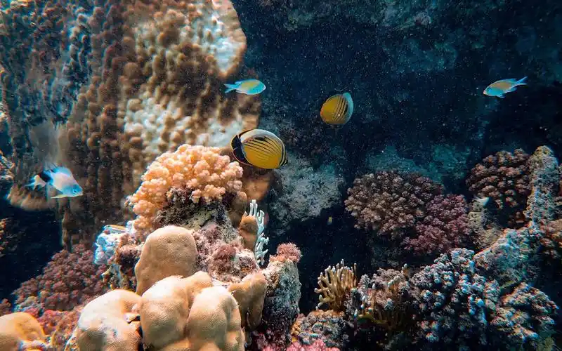 隐秘的海底世界绝美风光