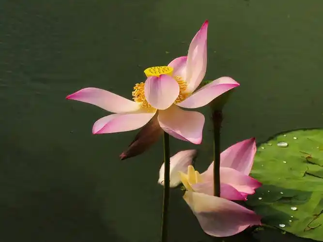 七宝荷花别样情