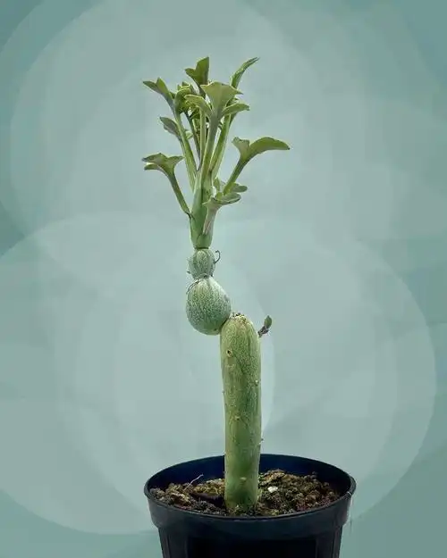 七宝树,仙人笔,锦化如花