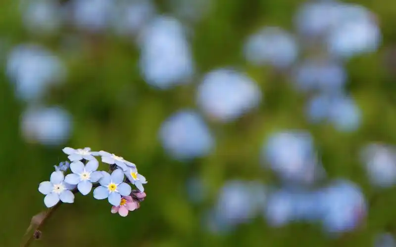 清新淡雅的花卉图片电脑壁纸