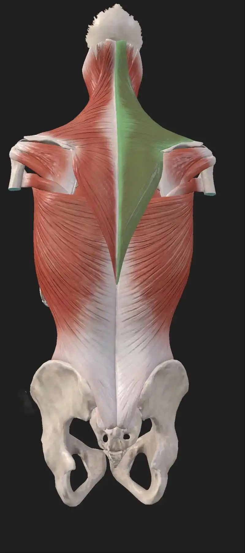 翼状肩胛骨(增加胸腔压力 加强背部)大菱形肌起点:下位颈椎 - 抖音