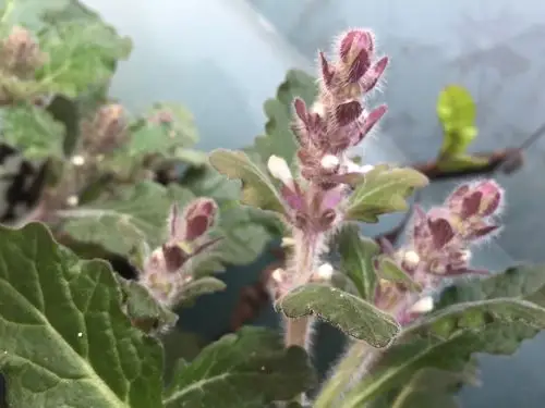 白花夏枯草(金疮小草),能叫出你的名字了!