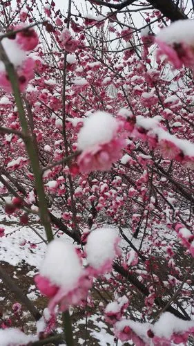 梅花傲雪