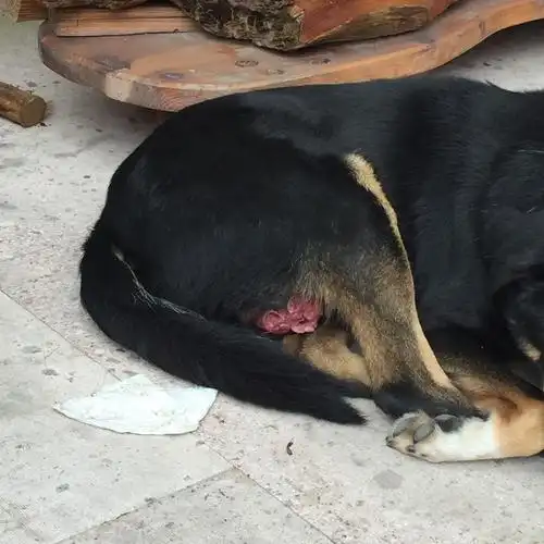 我家狗怎么下面长了红红的东西