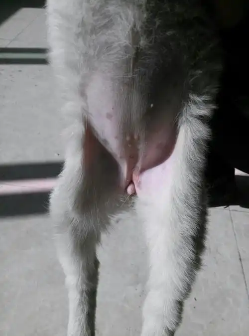 刚刚准备给狗狗洗澡,就发现狗狗肚子上有几个小疙瘩,黄黄的,这是怎么