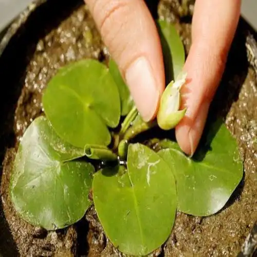 批发 微型睡莲 种茎 迷你睡莲 水生植物 水生花卉 盆栽植物生长快