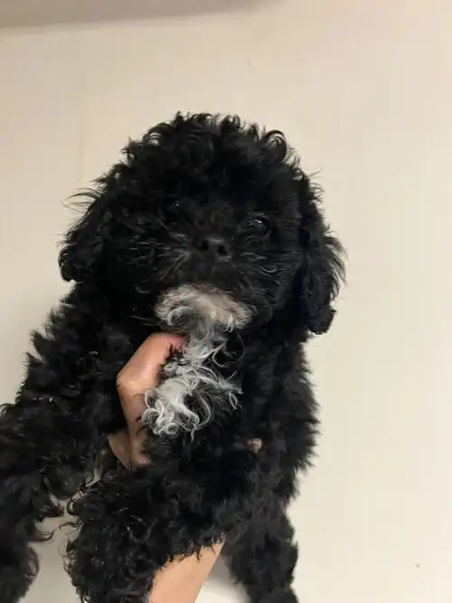 黑色泰迪找新家