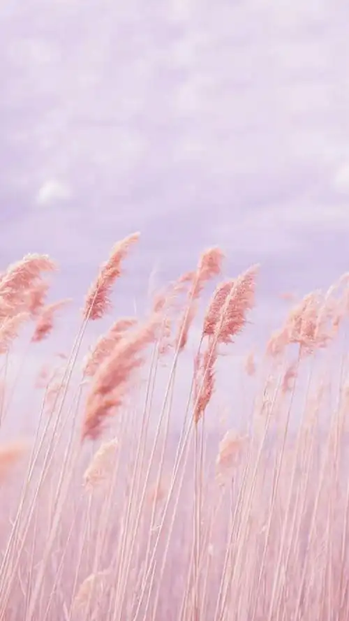 背景图贩卖机 小仙女望喜.