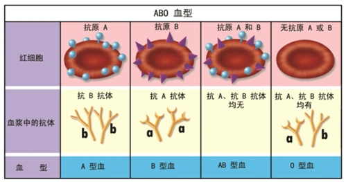异样!代孕的小孩血型和夫妻的一样"豁然开朗"-第1张图片-古风网