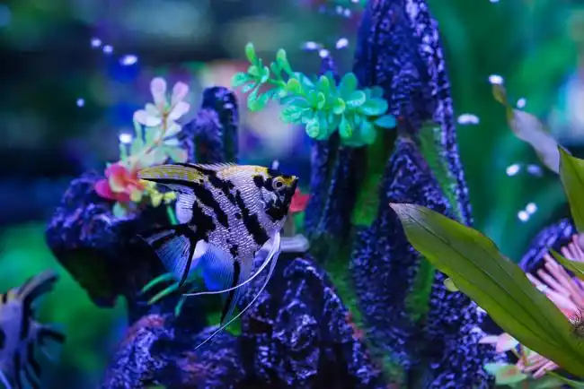 【观赏鱼图片】观赏鱼高清图片大全